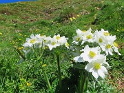 17 Anemone narcissiflora - Anemone narcissino